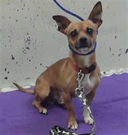 Toby image 1