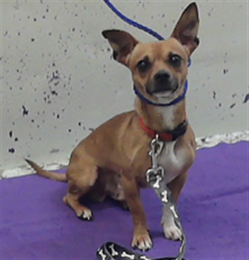 Toby - Chihuahua