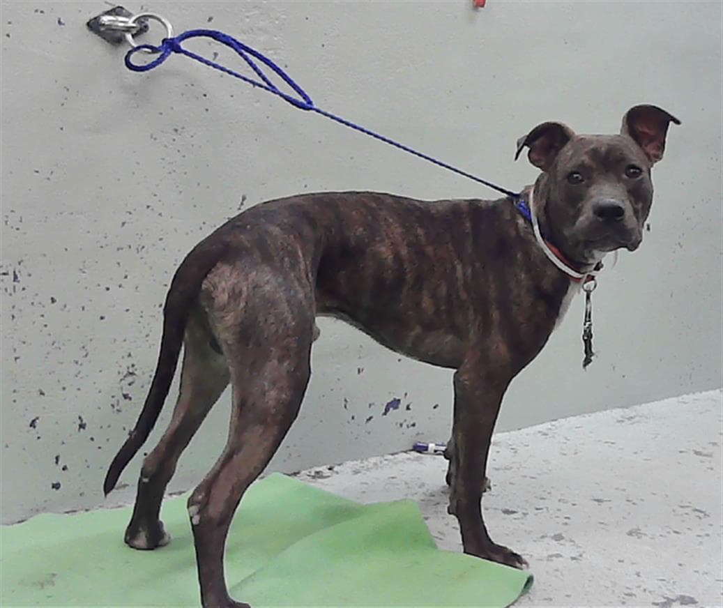 Unknown - Staffordshire Bull Terrier