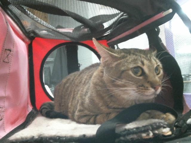Mazzy - Domestic Short Hair