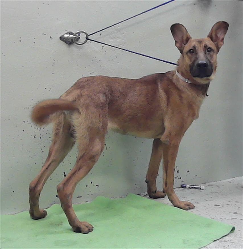 Tj - Belgian Shepherd Malinois