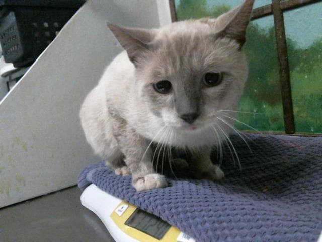 Unknown - Siamese