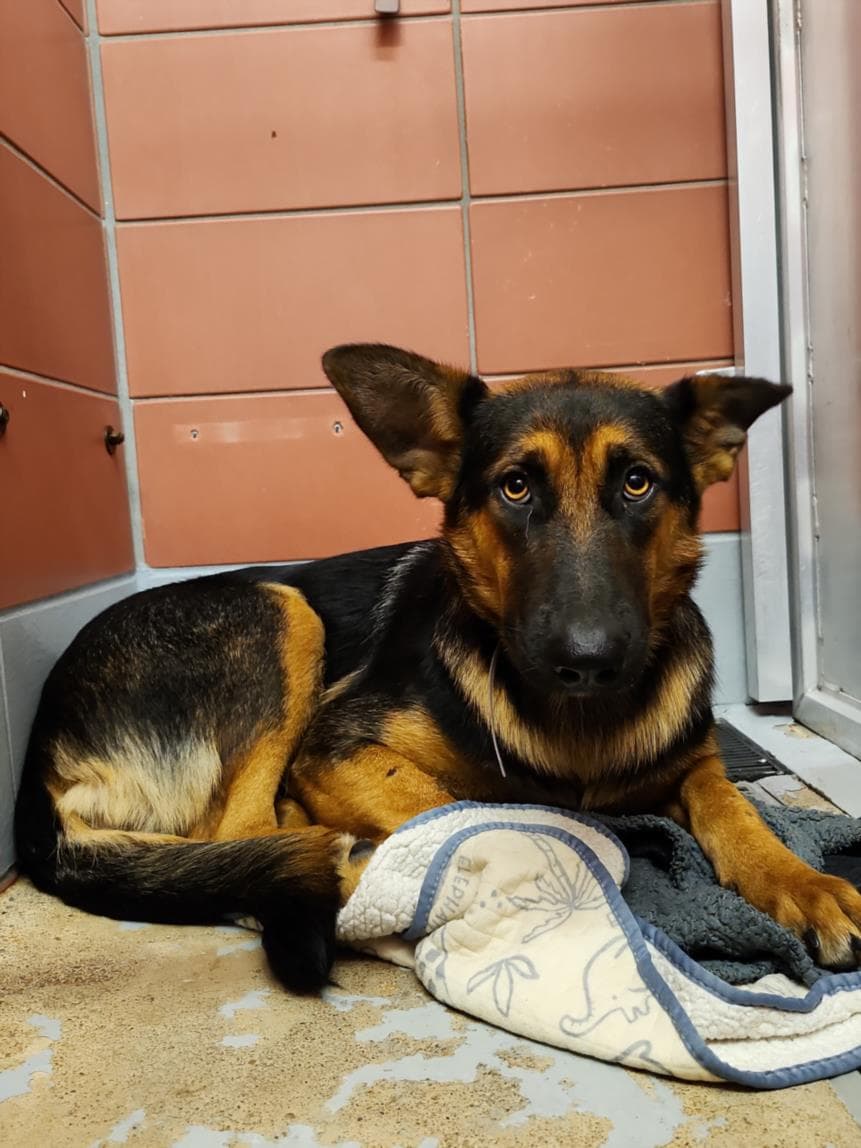 Luke - German Shepherd Dog