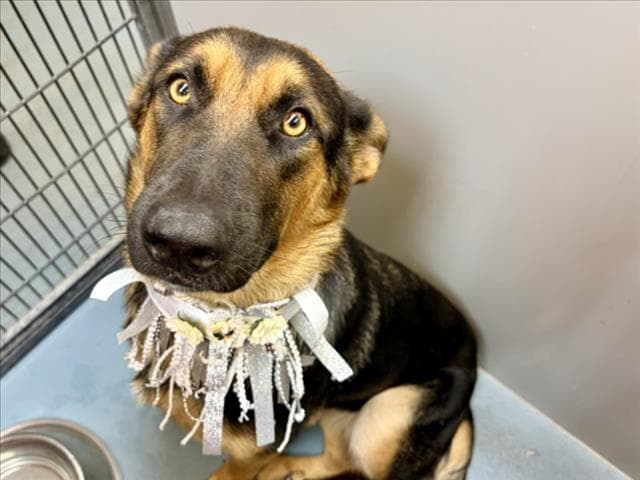 Luke - German Shepherd Dog