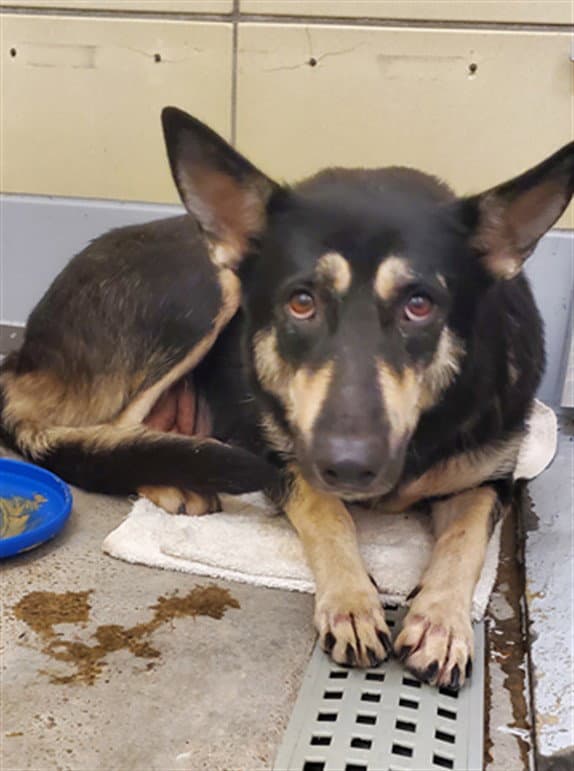 Venus - German Shepherd Dog