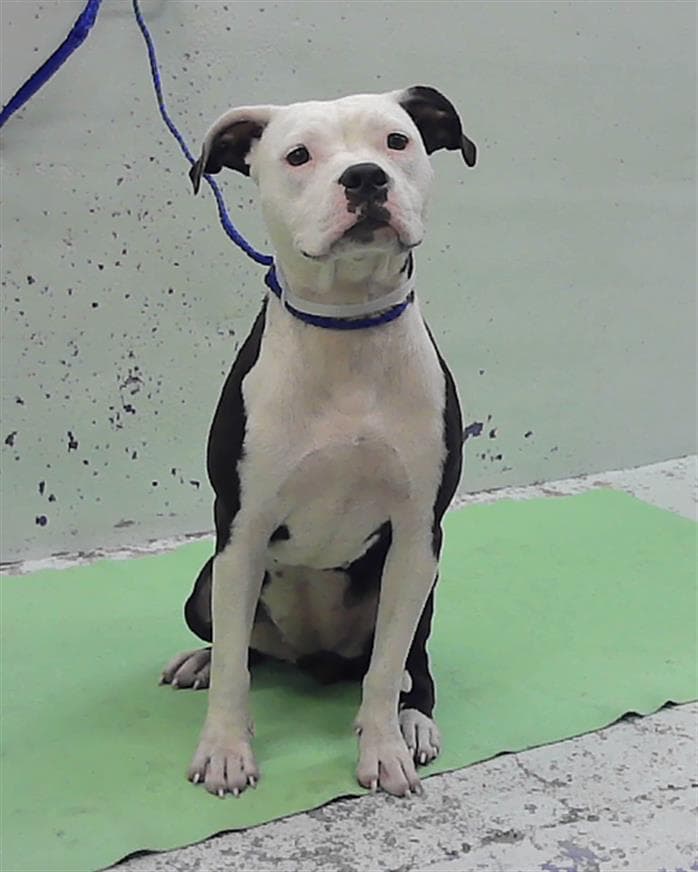 Polly - Staffordshire Bull Terrier