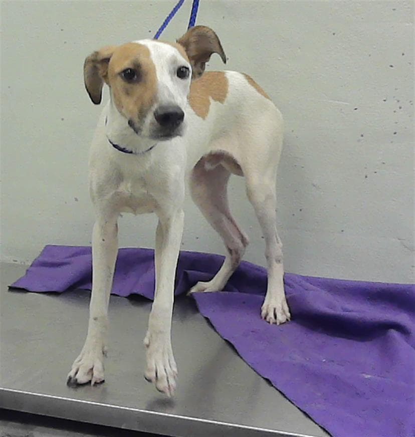 Jax - Staffordshire Bull Terrier