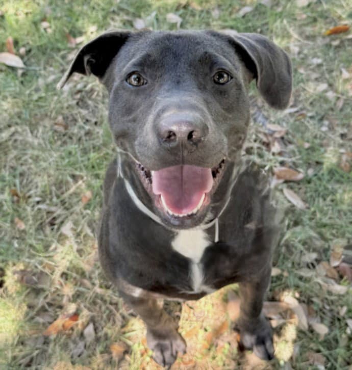 Alpha - Staffordshire Bull Terrier