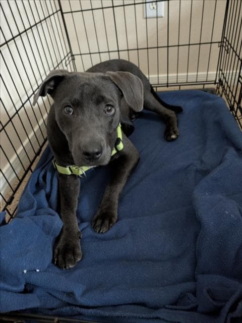 Alpha - Staffordshire Bull Terrier