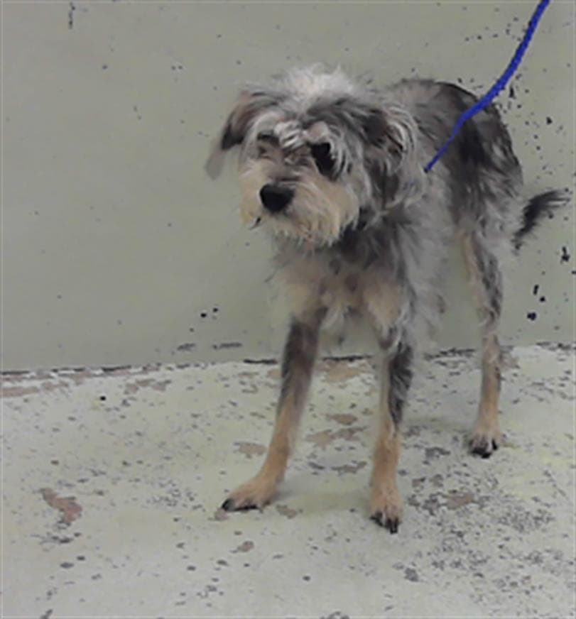 Papa - Miniature Schnauzer