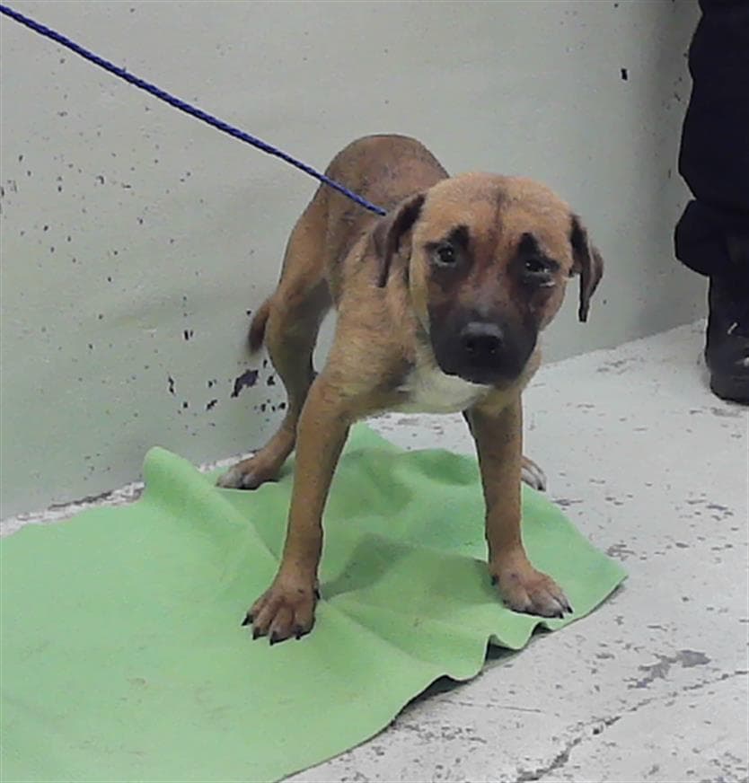 Manny - Labrador Retriever