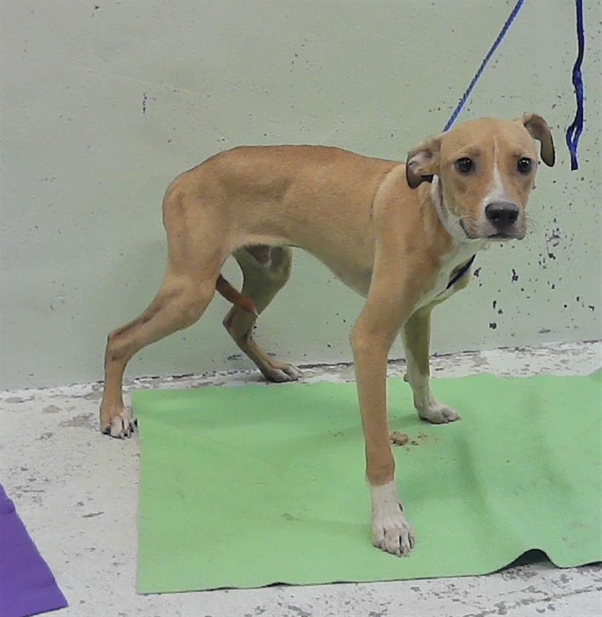 Unknown - Staffordshire Bull Terrier