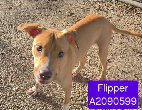 Unknown - Staffordshire Bull Terrier