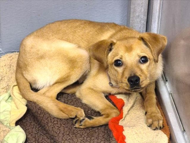 Mike - Labrador Retriever