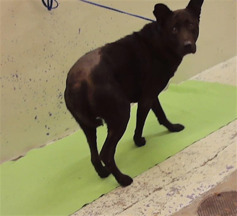 Olive - German Shepherd Dog