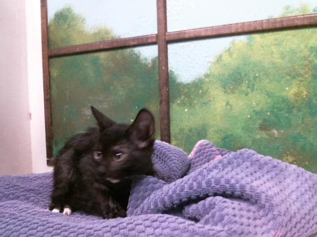 Felicity - Domestic Short Hair