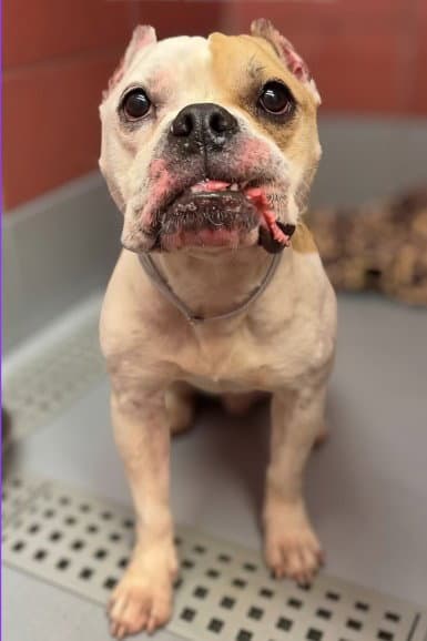 Melody - American Bulldog