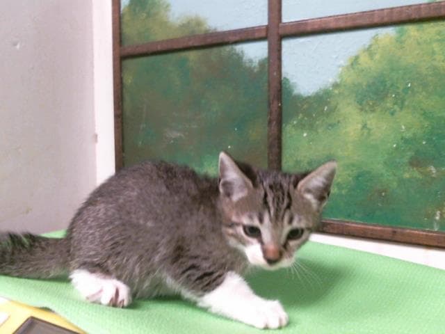 Manuel - Domestic Short Hair