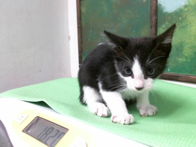 Martini - Domestic Short Hair