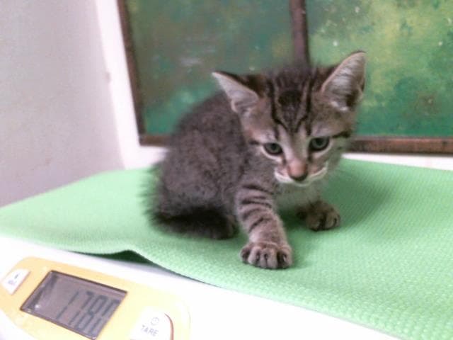Mateo - Domestic Short Hair