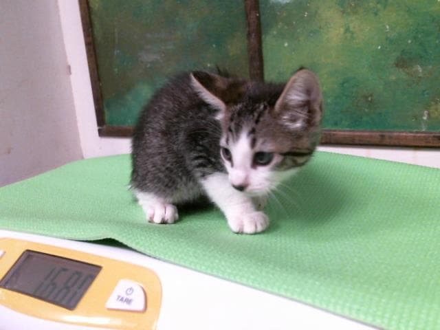 Melanie - Domestic Short Hair
