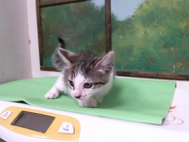 Martin - Domestic Short Hair