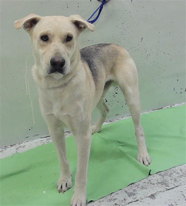 Rice Crispy - Labrador Retriever
