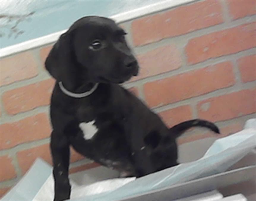 Unknown - Staffordshire Bull Terrier