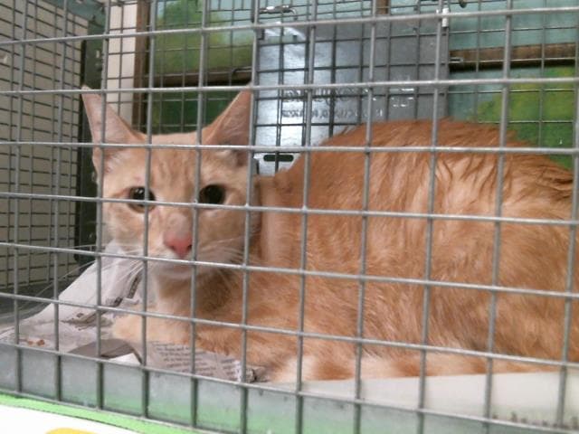 Mistie - Domestic Short Hair