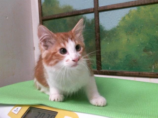 Marlene - Domestic Medium Hair