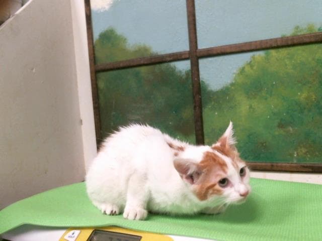 Maisie - Domestic Short Hair