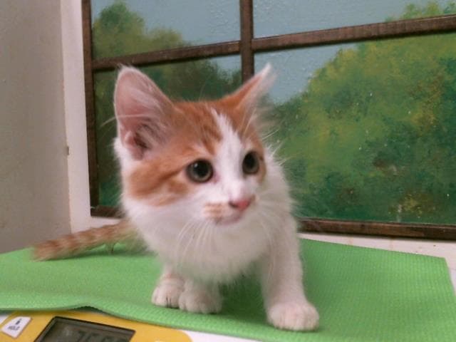 Madeline - Domestic Medium Hair