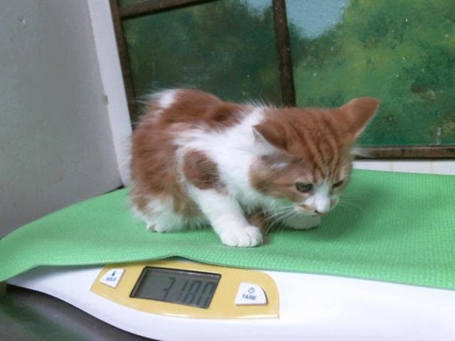 Mia - Domestic Medium Hair