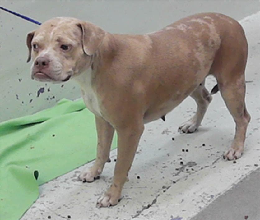 Mom - Staffordshire Bull Terrier