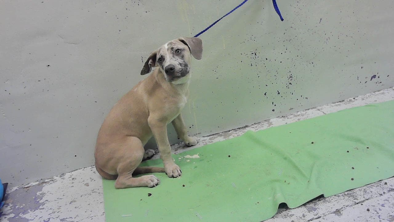Unknown - Staffordshire Bull Terrier