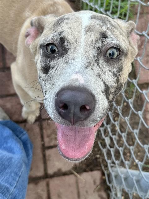 Unknown - Catahoula Leopard Dog