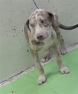 Pup image 1
