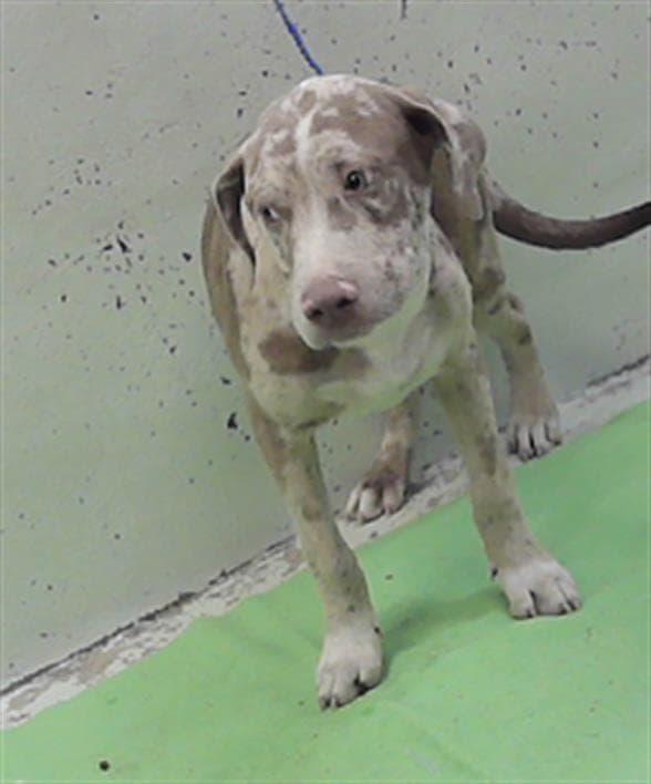 Pup - Staffordshire Bull Terrier