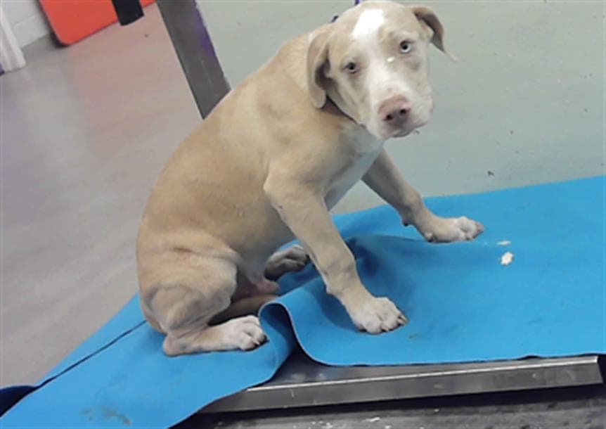 Unknown - Staffordshire Bull Terrier