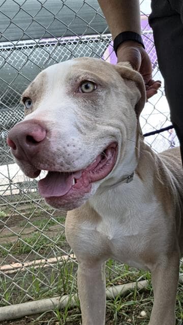 Unknown - Catahoula Leopard Dog