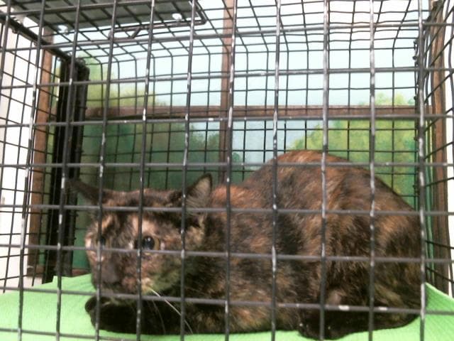 Unknown - Domestic Short Hair