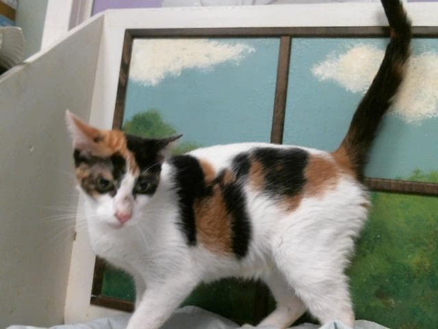 Collette - Domestic Short Hair