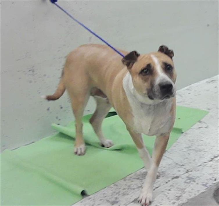 Unknown - Staffordshire Bull Terrier