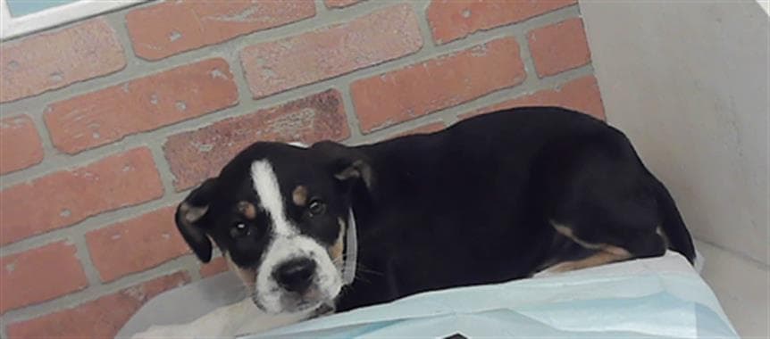 Unknown - Treeing Walker Coonhound
