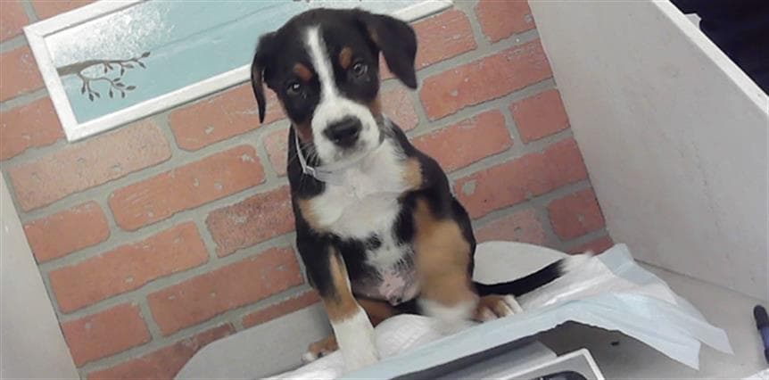 Unknown - Treeing Walker Coonhound