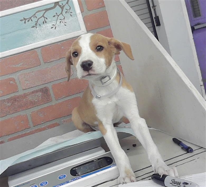 Unknown - Treeing Walker Coonhound