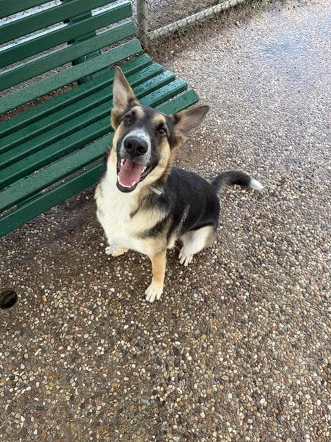 Ernesto - German Shepherd Dog