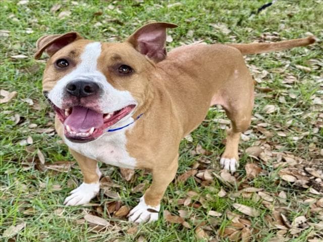 Girly - Staffordshire Bull Terrier