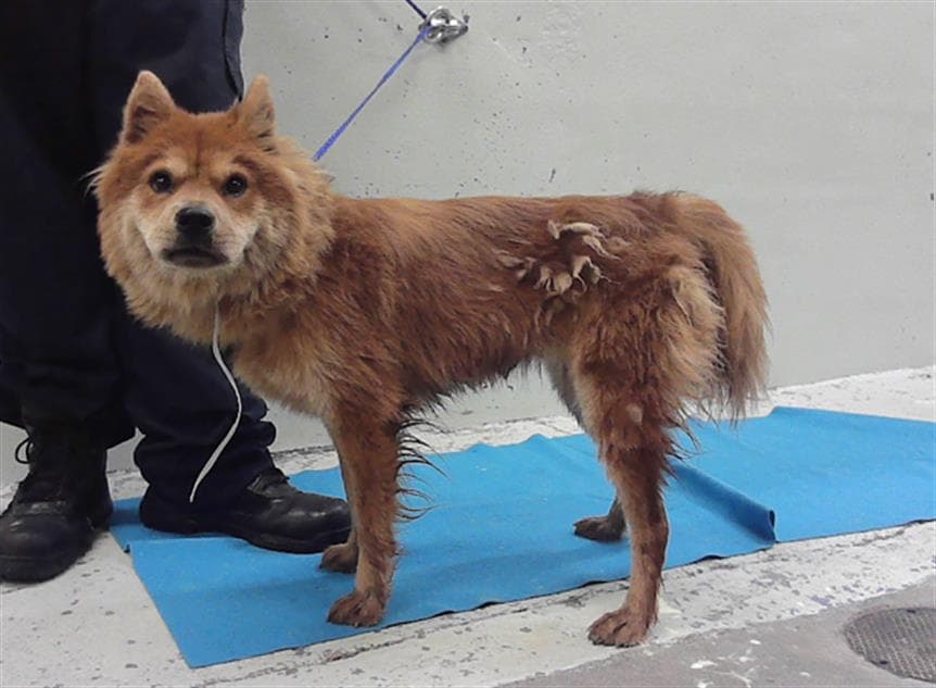 Daisy - Chow Chow