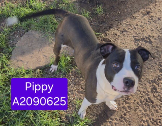 Pippy - Staffordshire Bull Terrier